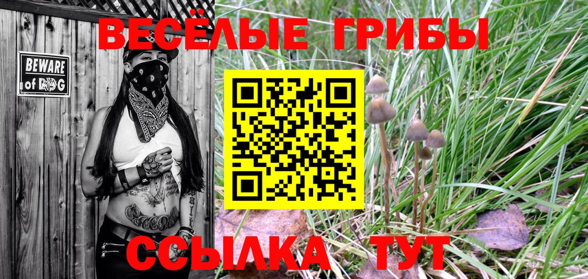 сколько стоит  Вход с VPN  Алушта  Псилоцибиновые грибы Psilocybe 